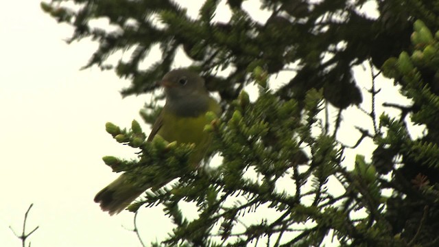 Connecticut Warbler - ML476631