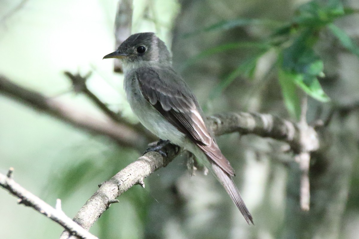 Eastern Wood-Pewee - ML476631551