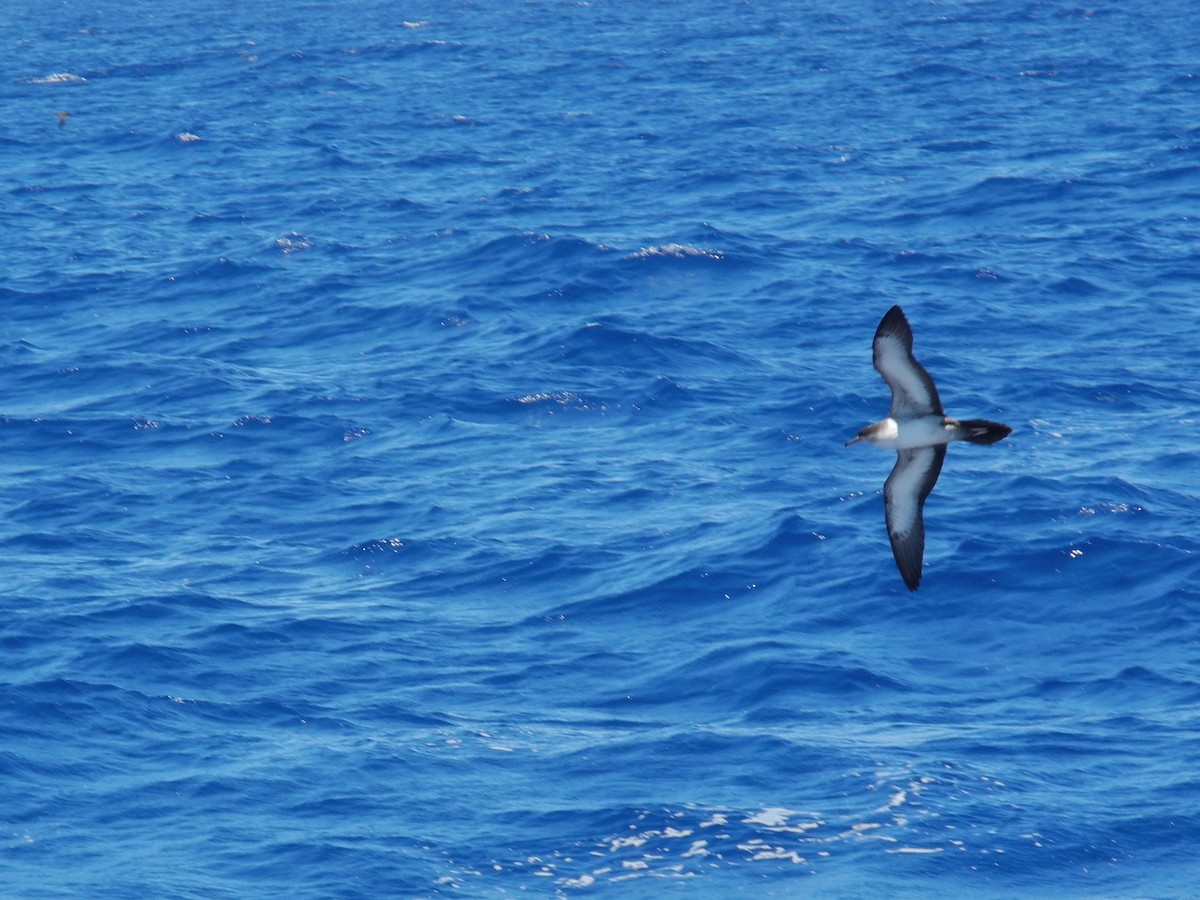 Wedge-tailed Shearwater - ML47663191