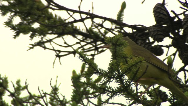 Connecticut Warbler - ML476633