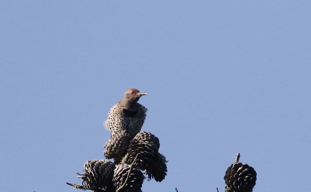 Northern Flicker (Red-shafted) - Max Benningfield