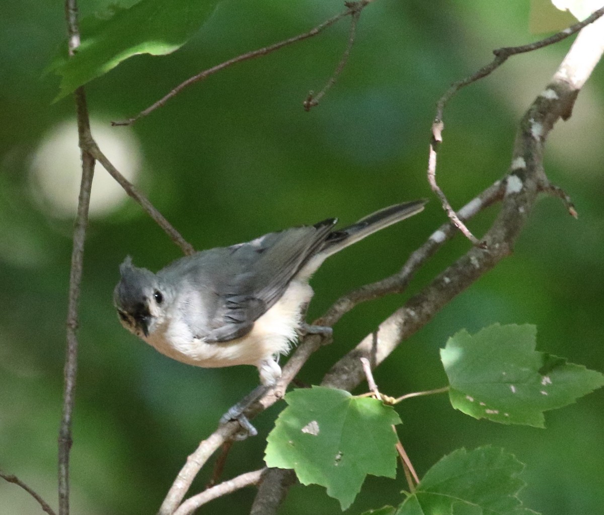 Tufted Titmouse - ML476634551