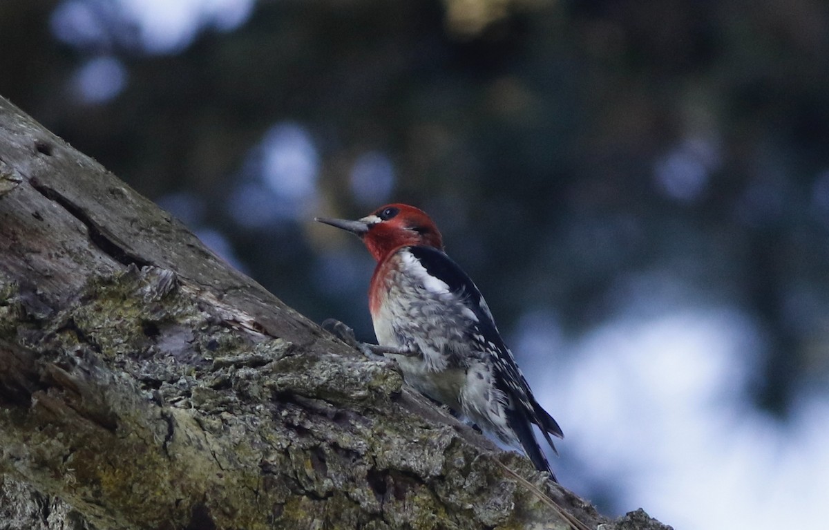 Red-breasted Sapsucker (daggetti) - ML476634671