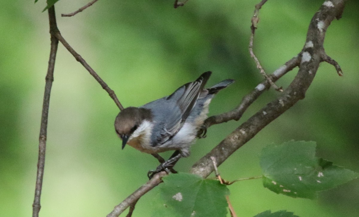 Brown-headed Nuthatch - ML476634751