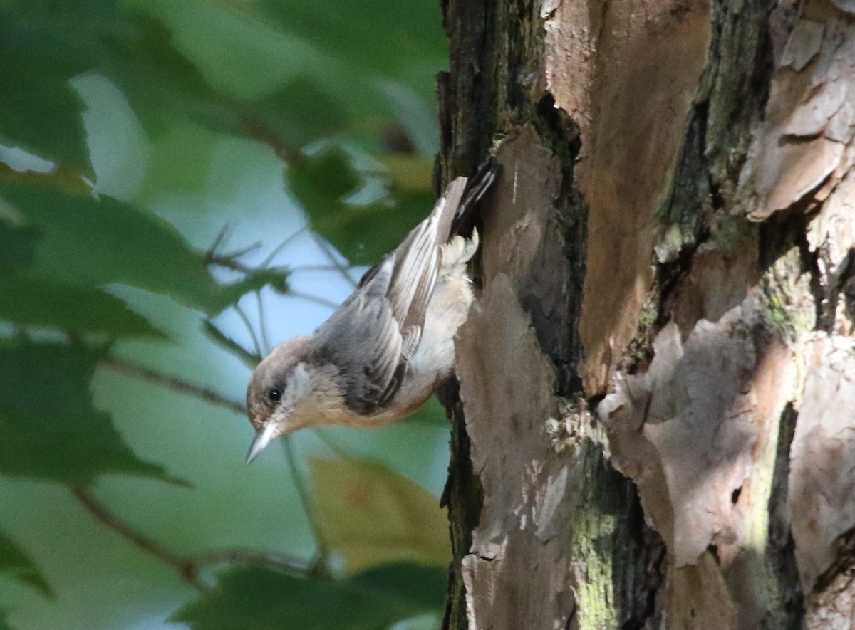 Brown-headed Nuthatch - Jeffrey Blalock