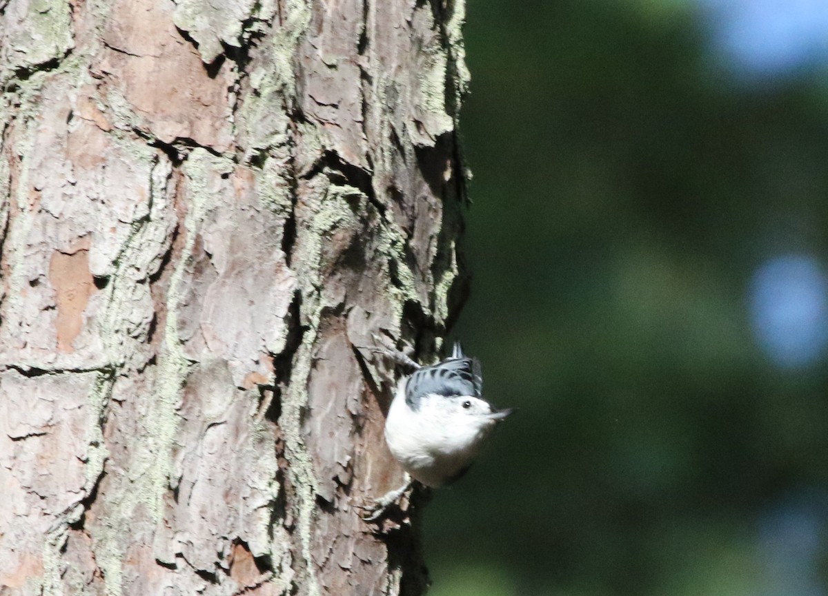 hvitbrystspettmeis (carolinensis) - ML476634851