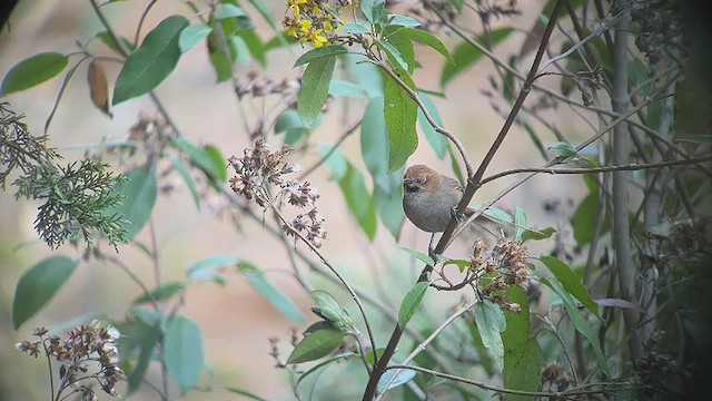 Black-throated Thistletail - ML476635381