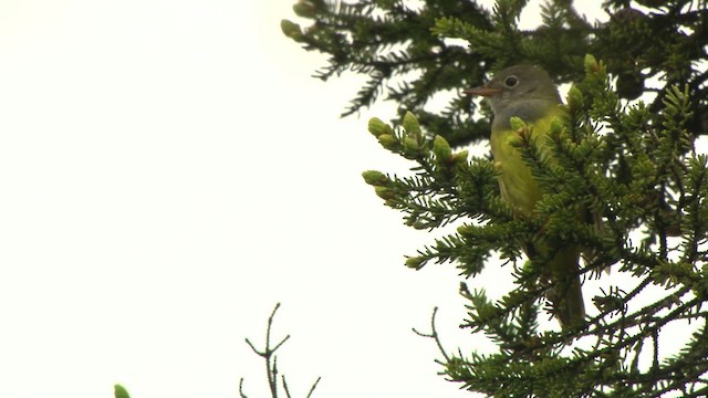 Connecticut Warbler - ML476636