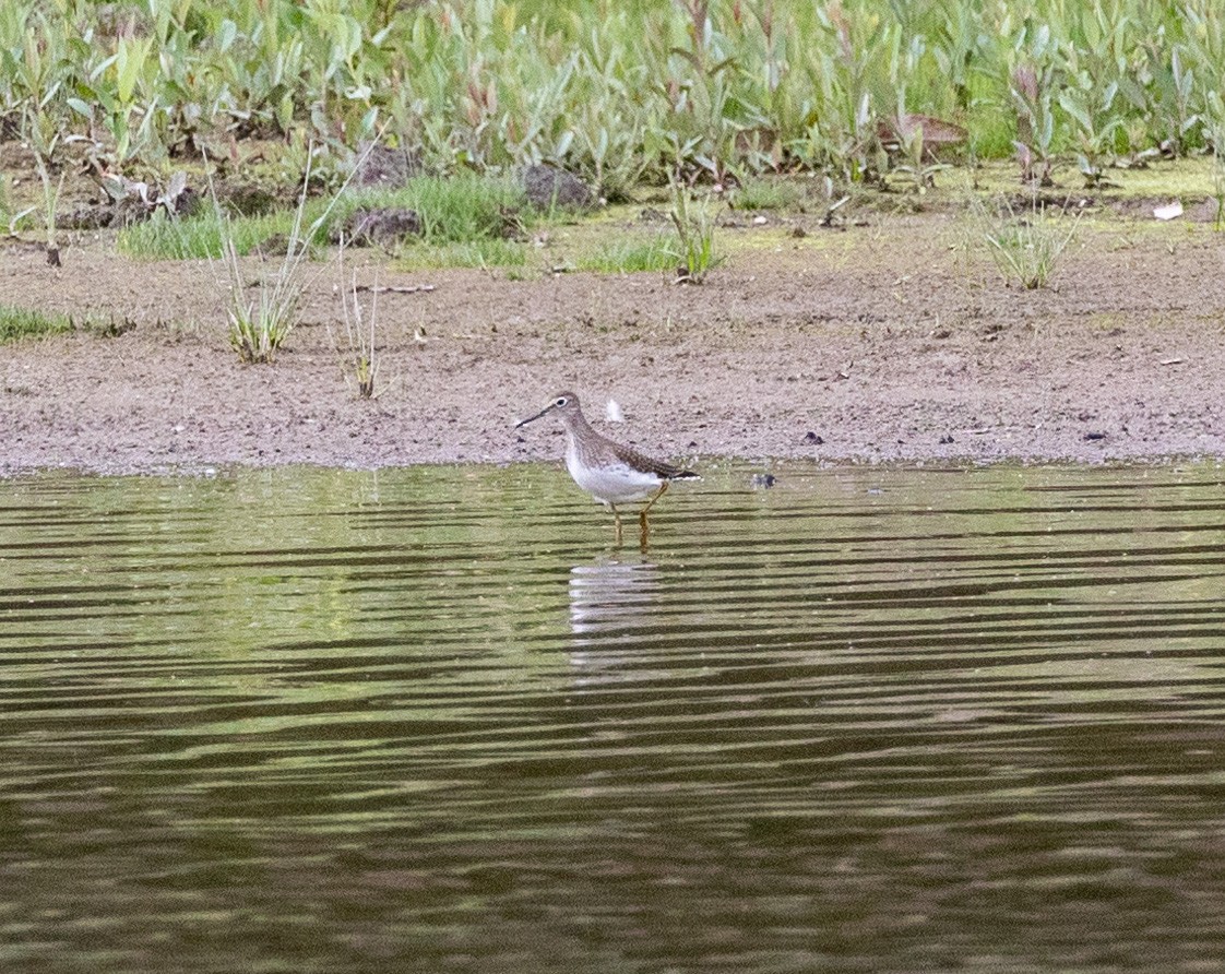 Solitary Sandpiper - ML476636931