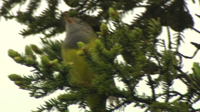 Connecticut Warbler - ML476637