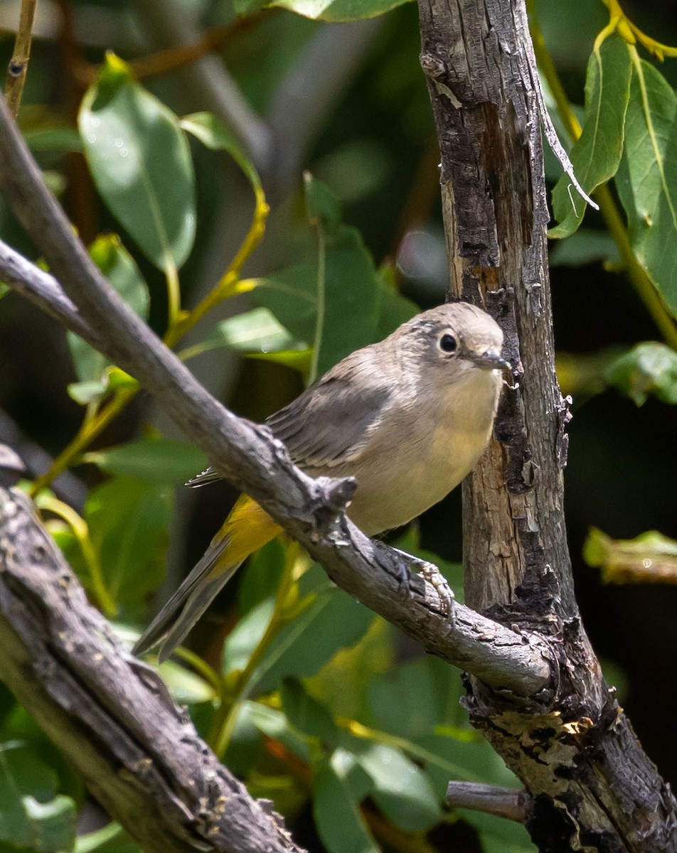 Virginia's Warbler - ML476637011