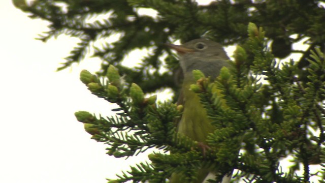 Connecticut Warbler - ML476638