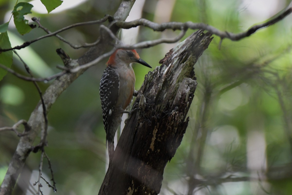 Red-bellied Woodpecker - Ewa Greene