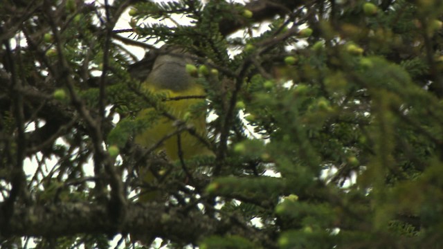 Connecticut Warbler - ML476639