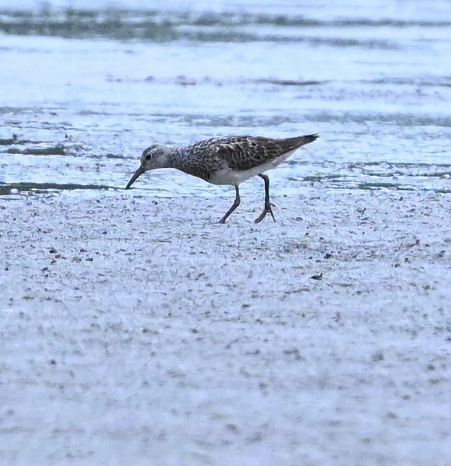 Pectoral Sandpiper - ML476639051