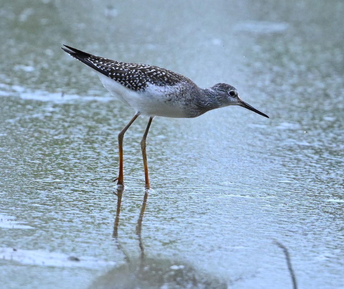 Lesser Yellowlegs - ML476639341