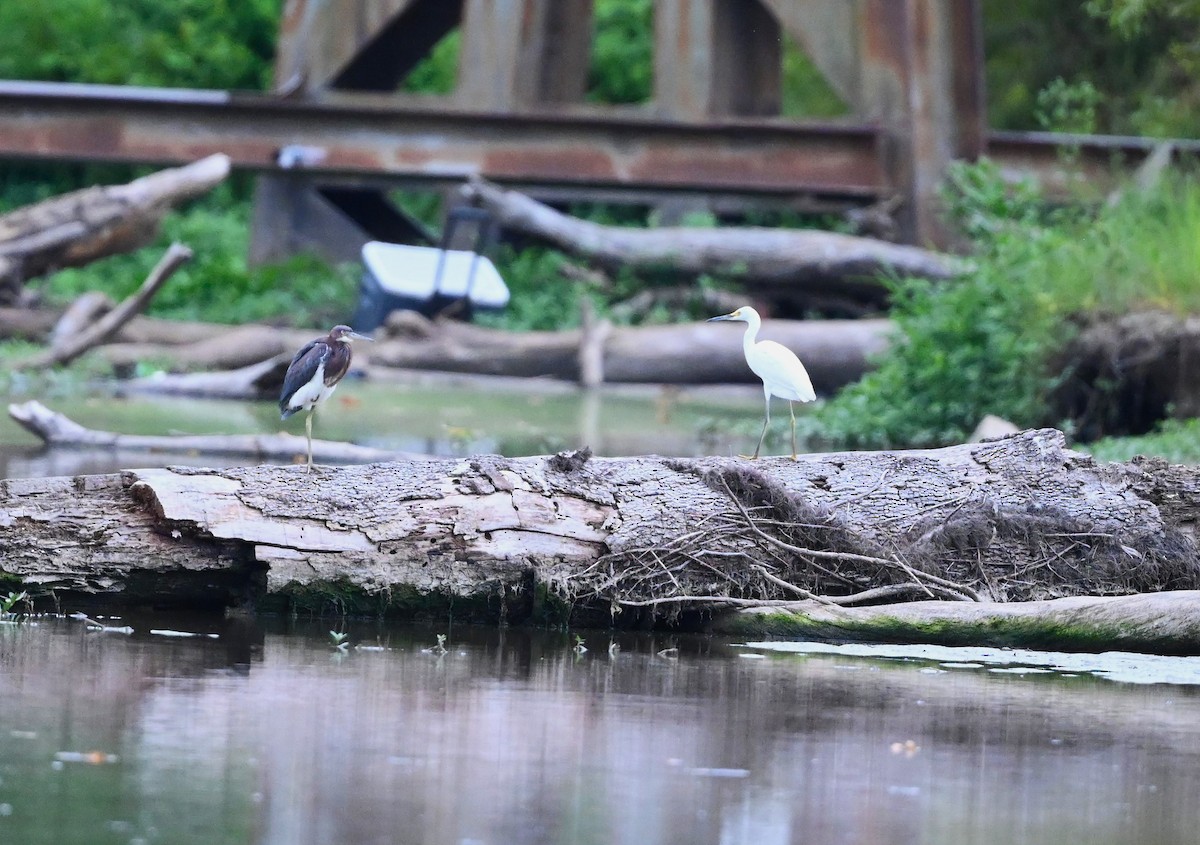 Tricolored Heron - ML476639391