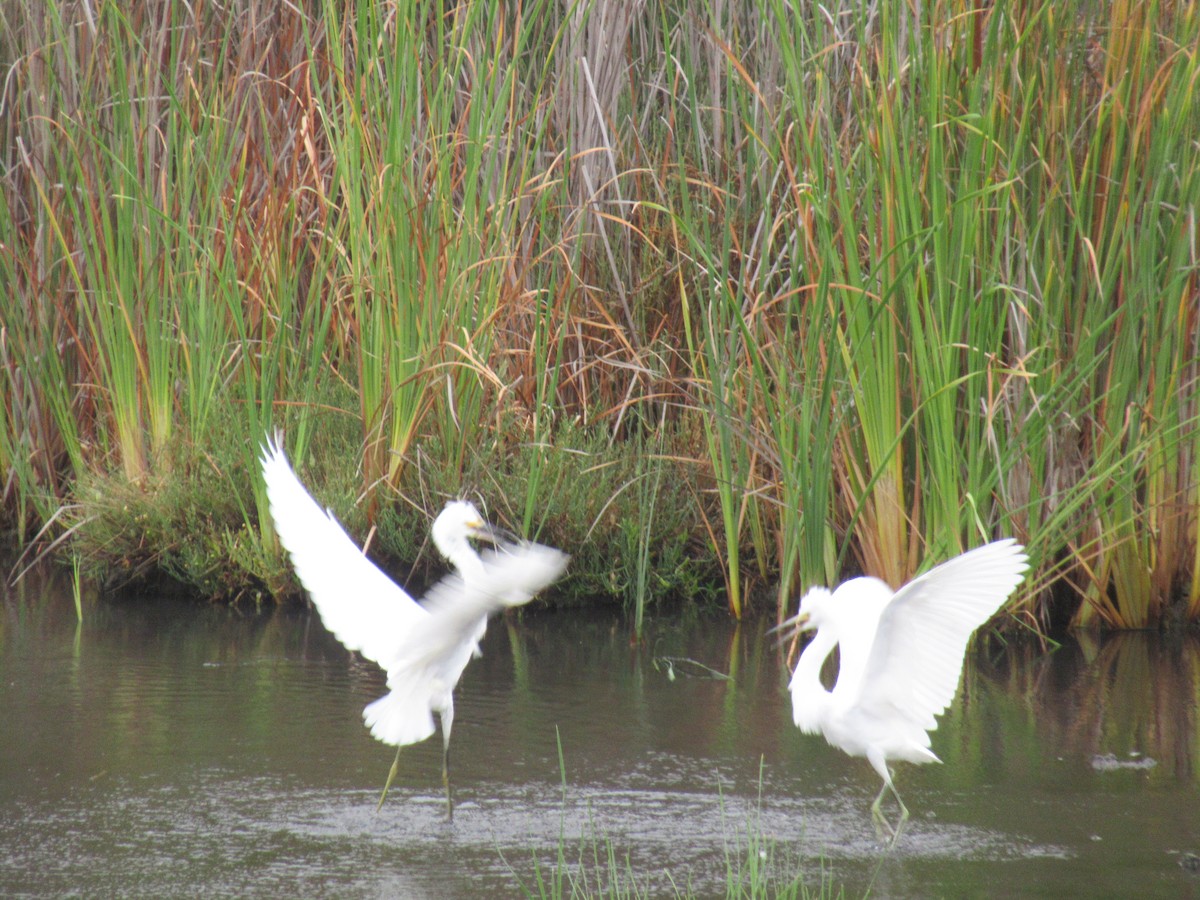 Snowy Egret - Dorothy Johnson