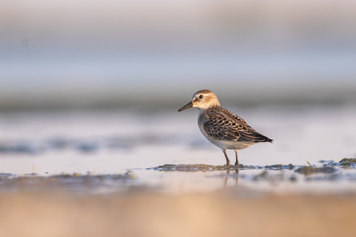 Semipalmated Sandpiper - Rain Saulnier