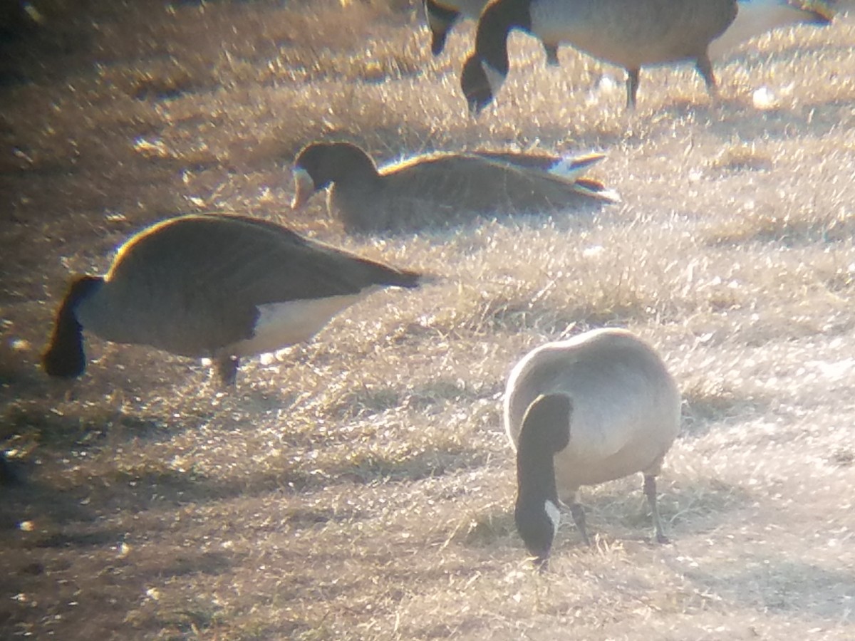 Greater White-fronted Goose - ML47664091