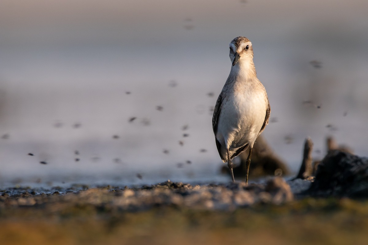 Semipalmated Sandpiper - Rain Saulnier