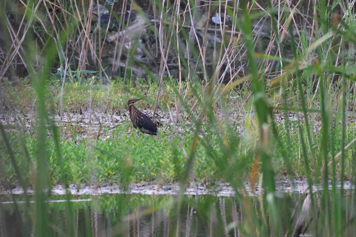 Black Bittern - ML476641351