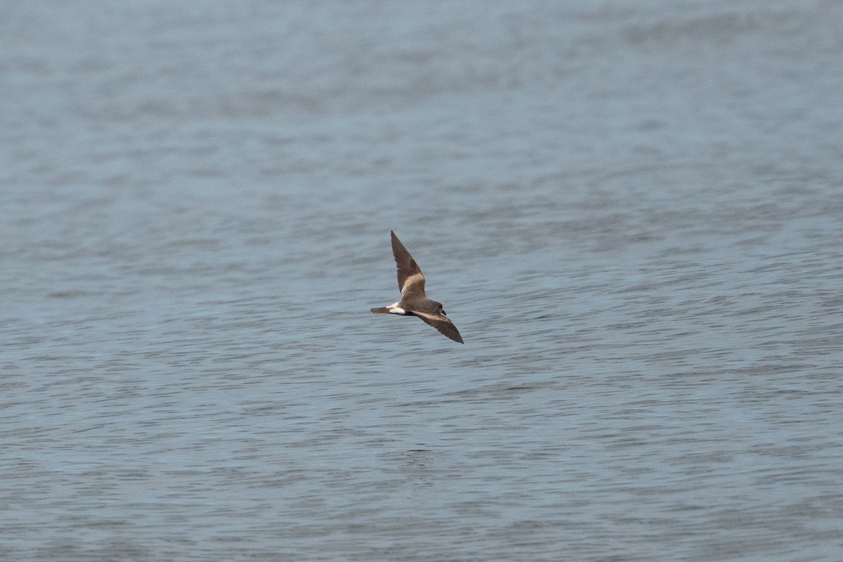 Leach's Storm-Petrel - Kyle Matera