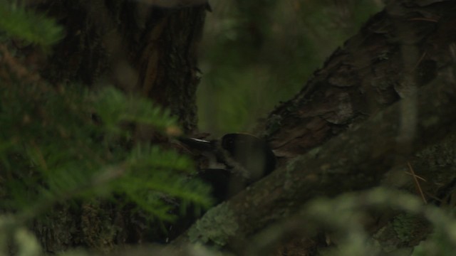 Black-backed Woodpecker - ML476642