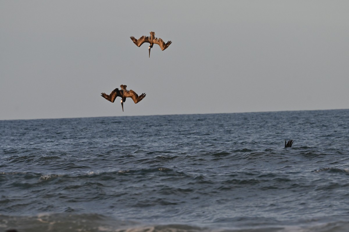 Brown Pelican - ML476642501