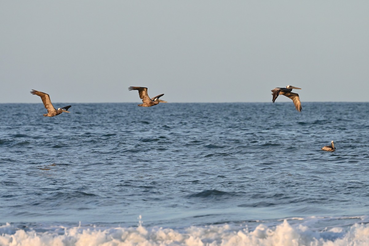 Brown Pelican - ML476642521