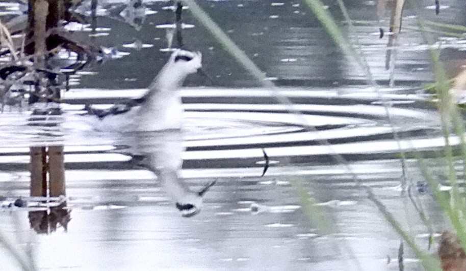 Phalarope à bec étroit - ML476642791