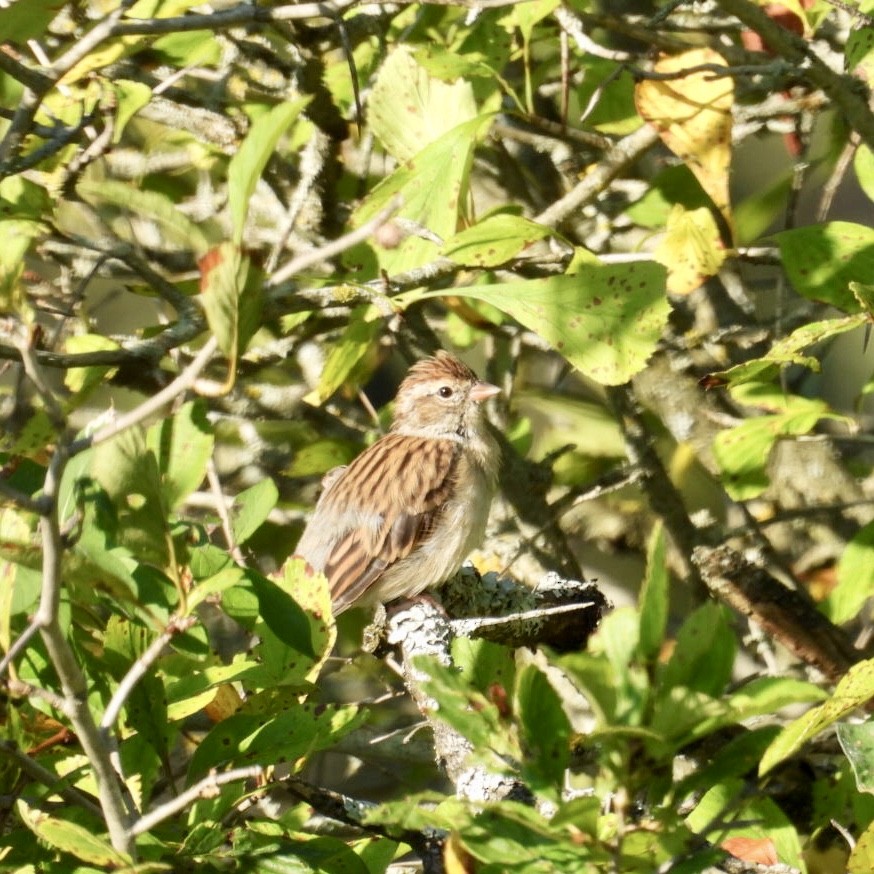 Chipping Sparrow - ML476642961