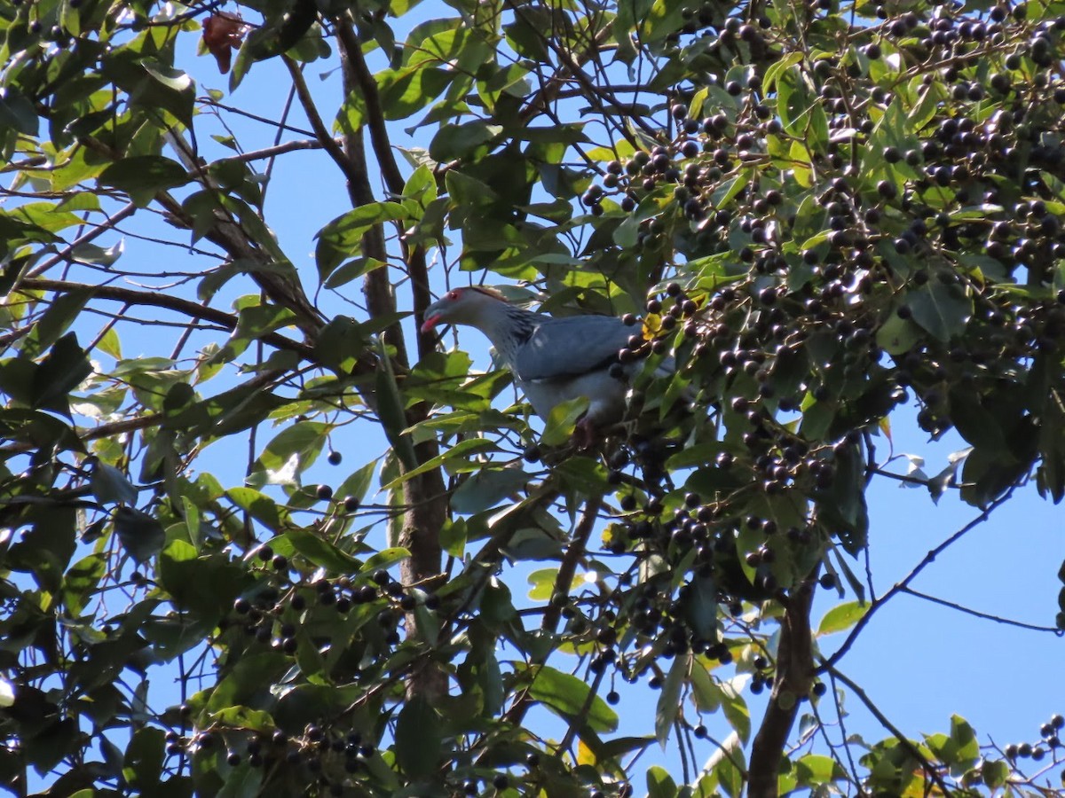 Topknot Pigeon - ML476645191