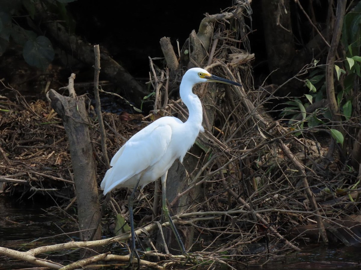 Aigrette garzette - ML476645221