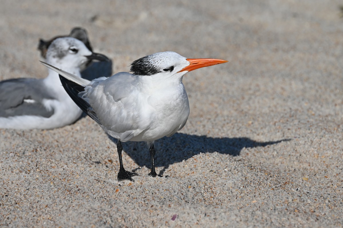 Royal Tern - ML476645251