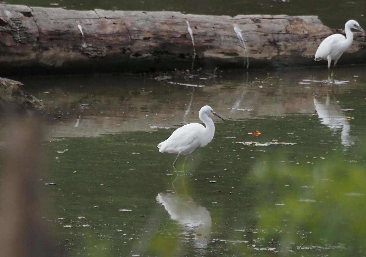 Snowy Egret - ML476645621