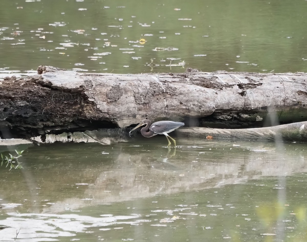 Tricolored Heron - ML476645761