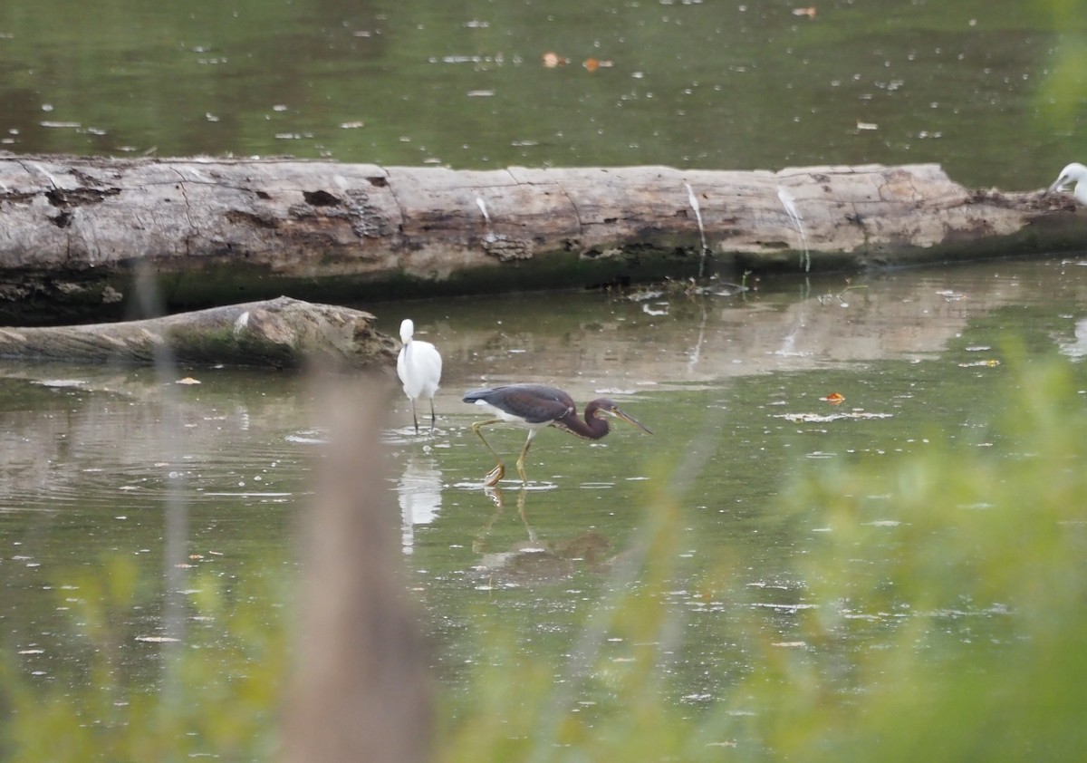 Tricolored Heron - ML476645881