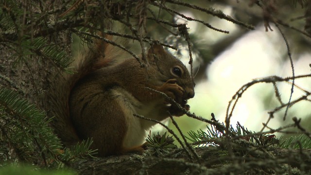 Red Squirrel - ML476646