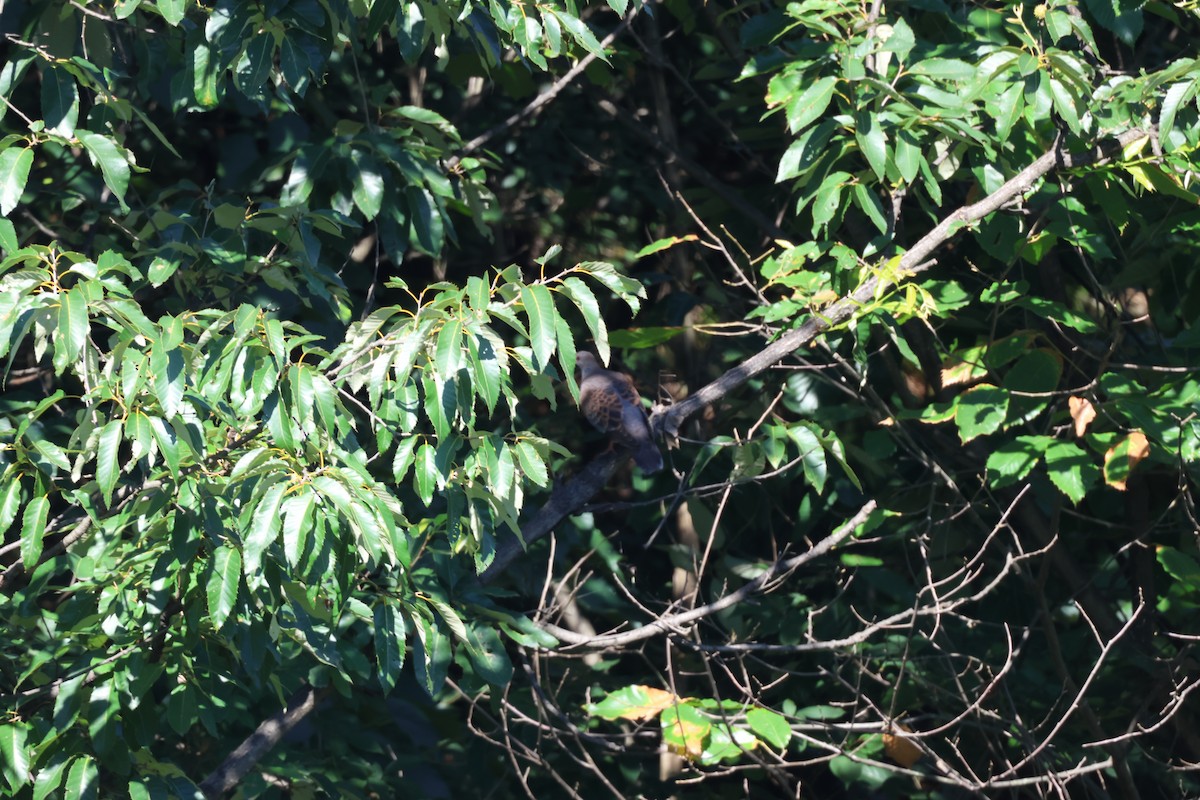 Oriental Turtle-Dove - ML476646011