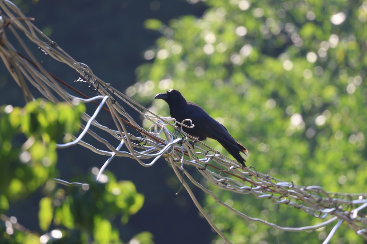 Large-billed Crow - ML476646051