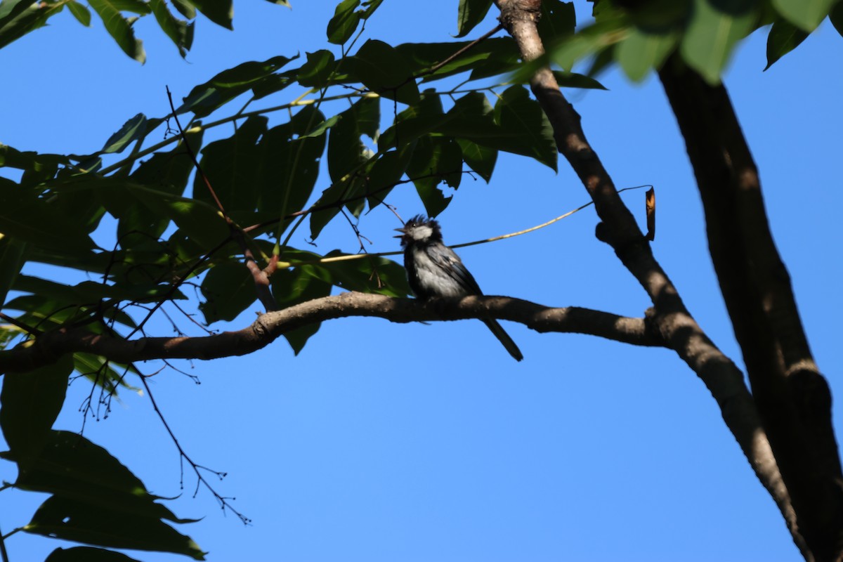 Japanese Tit - ML476646101