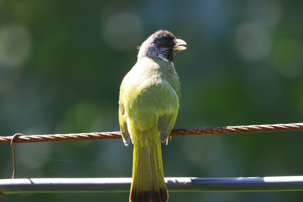 Bulbul à semi-collier - ML476646171