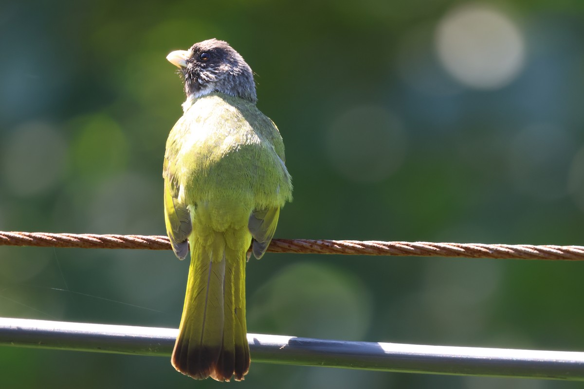 Collared Finchbill - Ruichen Jin