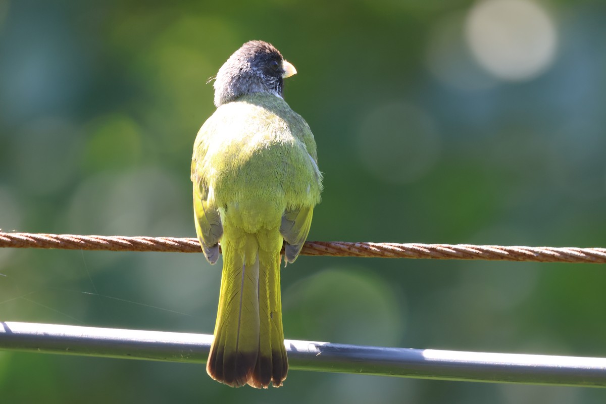 Collared Finchbill - Ruichen Jin