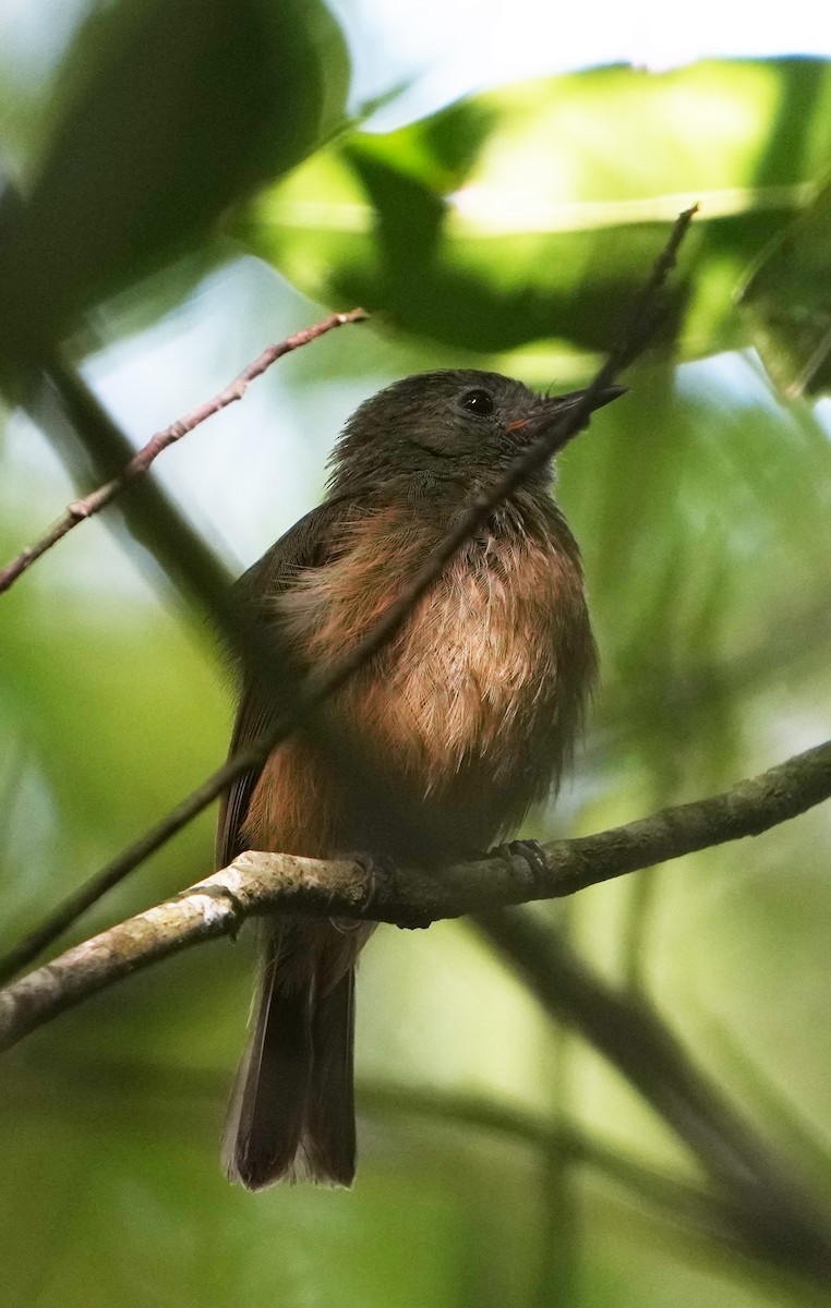 Ochre-bellied Flycatcher - Pete Sole