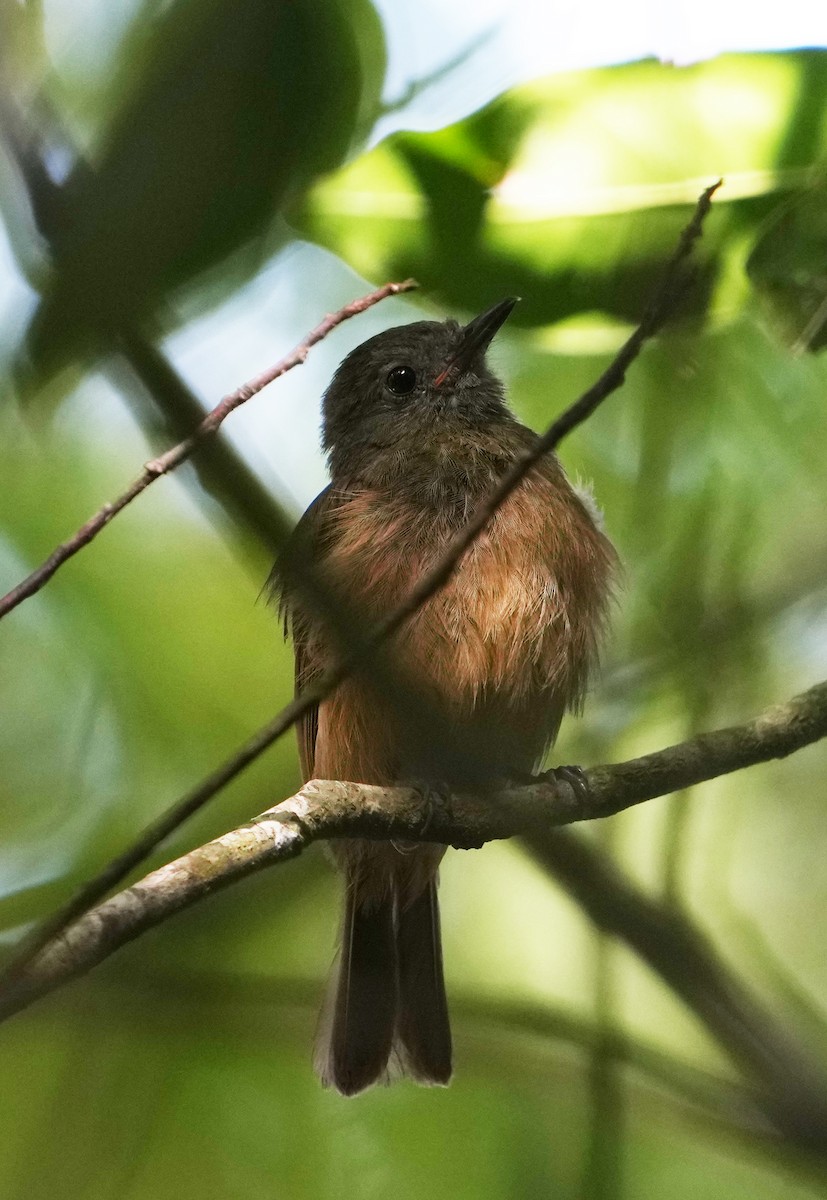 Ochre-bellied Flycatcher - Pete Sole