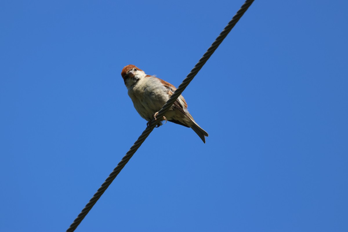 Russet Sparrow - Ruichen Jin