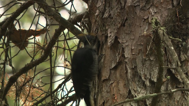 Black-backed Woodpecker - ML476647