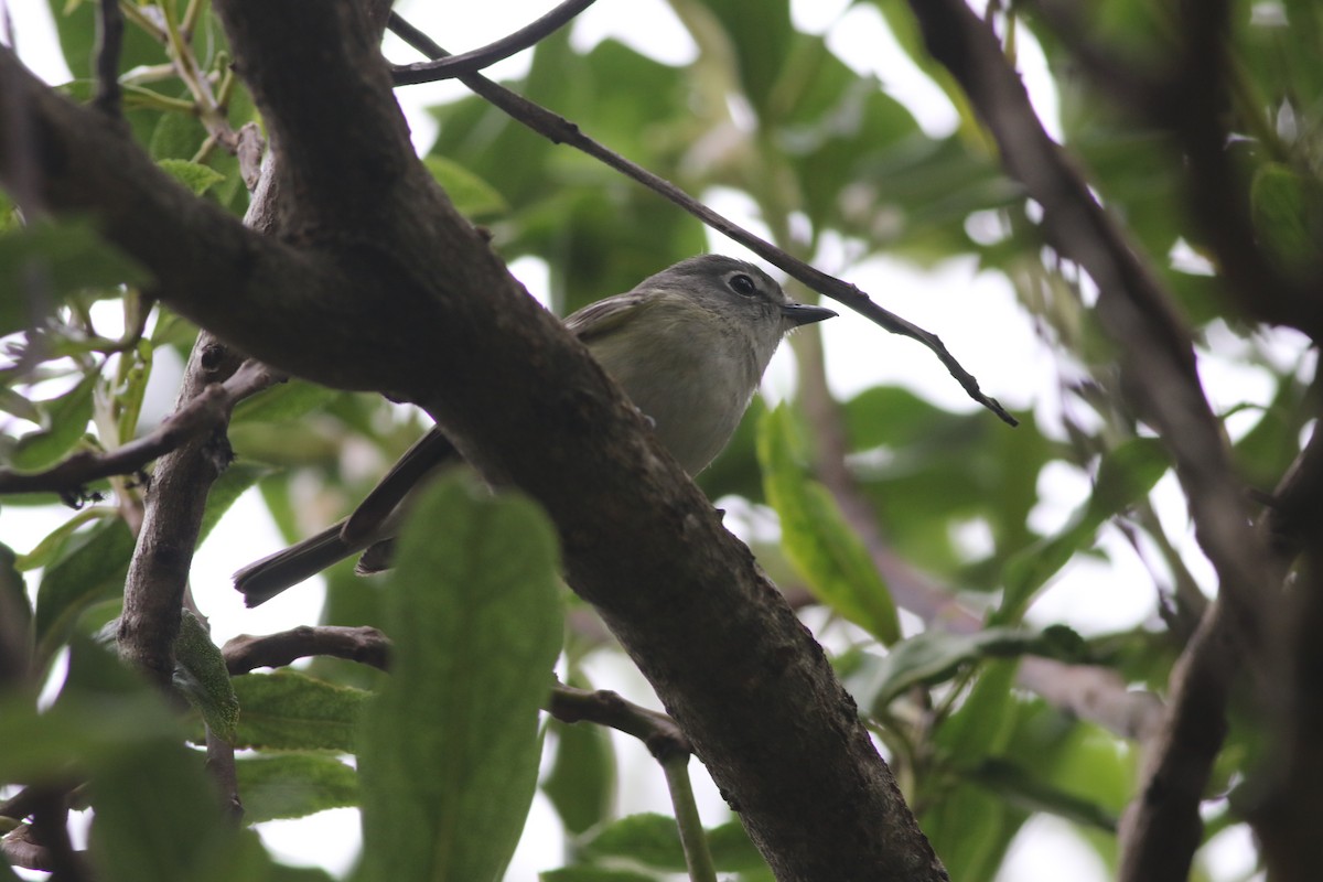 Cassin's Vireo - Max Benningfield